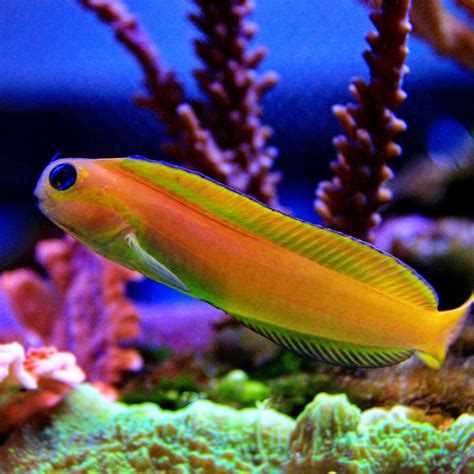 midas blenny lifespan